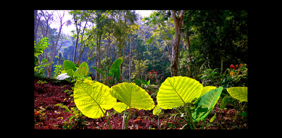 landscape11.jpg